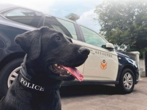 桃園市攜手守護警犬與消防犬健康，打造溫馨安心的執勤環境
